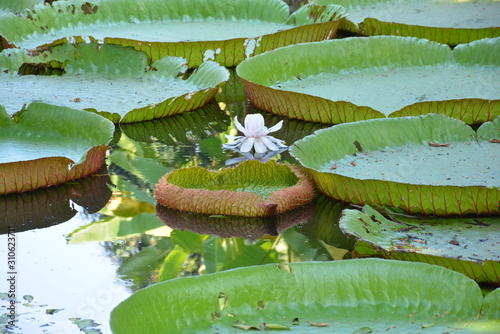 Victoria Amazonica or water Lily in Thailand photo