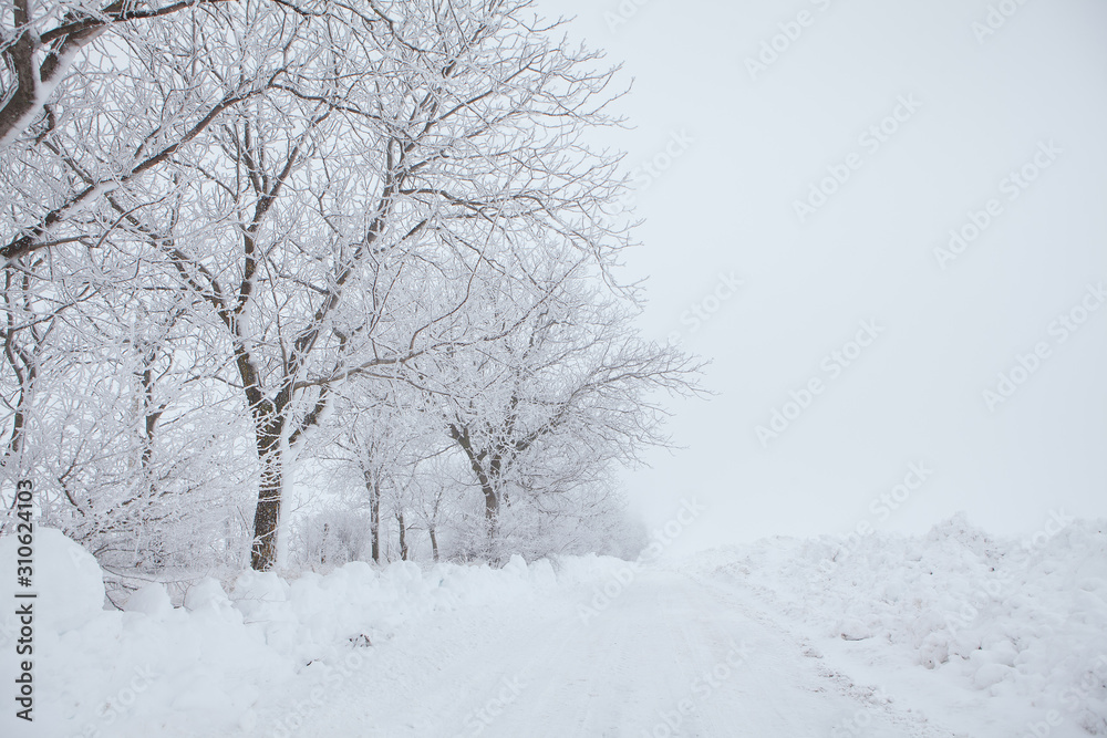 trees and road covered with snow in the winter 