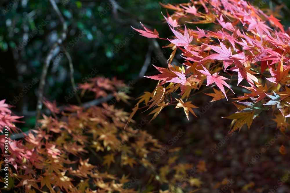 Autumn color