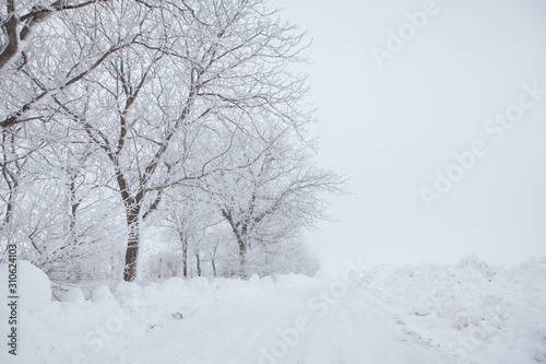 trees and road covered with snow in the winter 