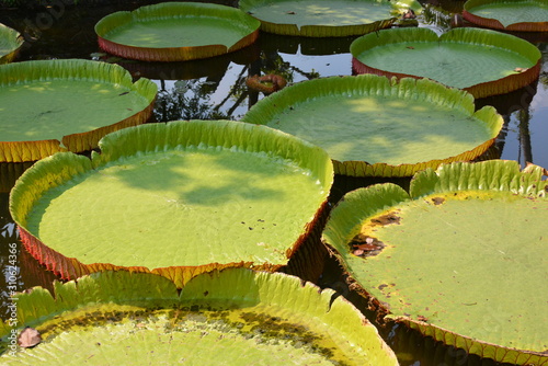 Victoria Amazonica or water Lily in Thailand photo