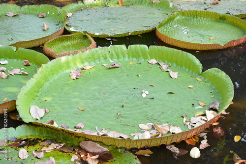 Victoria Amazonica or water Lily in Thailand photo