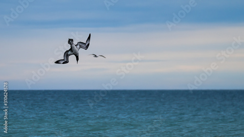 Gannet juvenile diving into the ocean with a seagull flying in the background