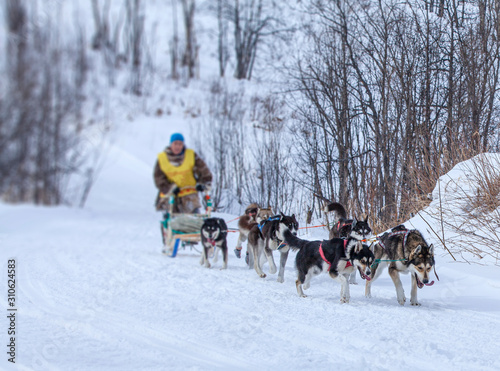  musher hiding behind sleigh at sled dog race on snow in winter