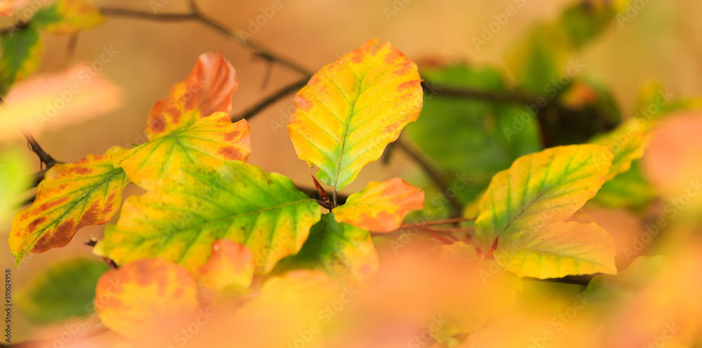 herfstbladeren herfstbladeren
