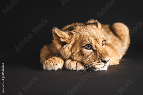 adorable lion cub lying isolated on black © LIGHTFIELD STUDIOS