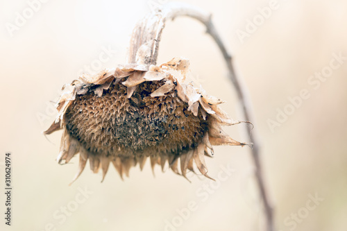 zonnebloem photo