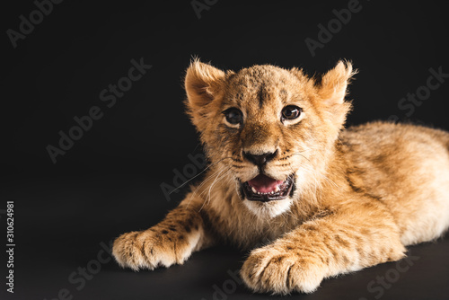adorable lion cub lying isolated on black