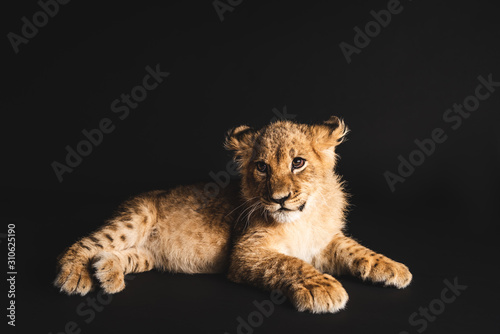 Fototapeta cute lion cub lying isolated on black