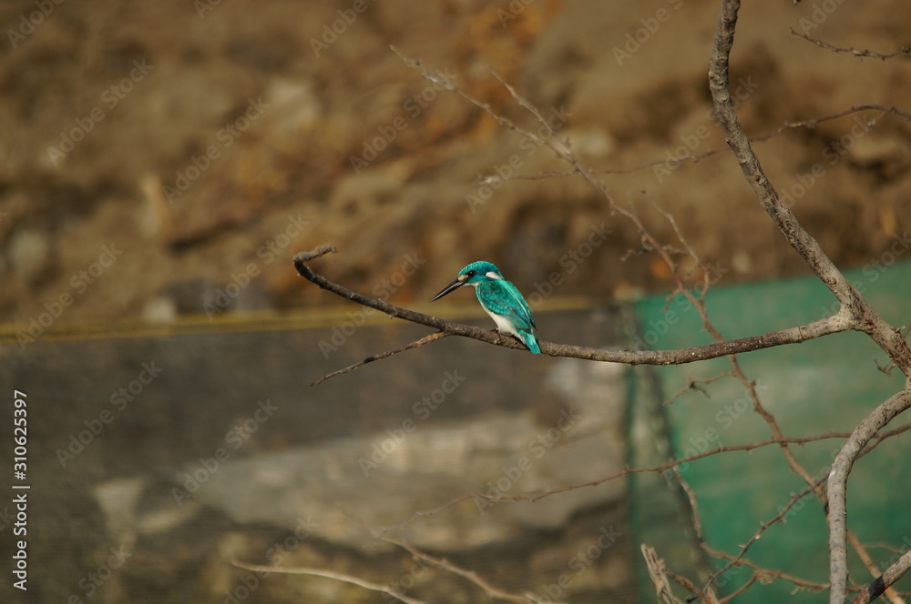 The cerulean kingfisher (Alcedo coerulescens) is a kingfisher in the subfamily Alcedininae which is found in parts of Indonesia. With an overall metallic blue impression. The cerulean kingfisher (Alcedo coerulescens) is a kingfisher in the subfamily Alcedininae which is found in parts of Indonesia. With an overall metallic blue impression.