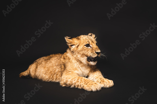 cute lion cub lying isolated on black © LIGHTFIELD STUDIOS