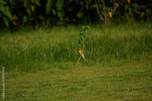 The blue-tailed bee-eater (Merops philippinus) is a near passerine bird in the bee-eater family Meropidae, of the genus Merops. It breeds in southeastern Asia. photo