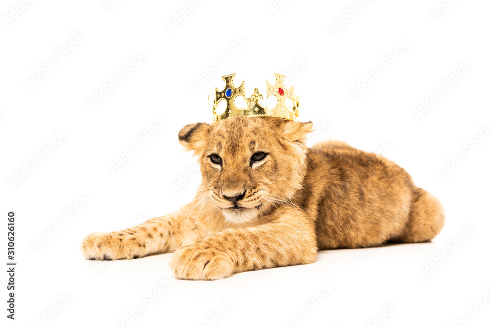 Obraz premium cute lion cub in golden crown isolated on white