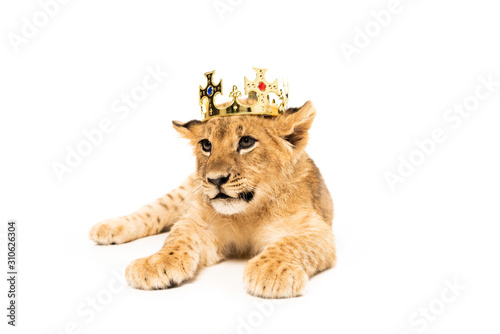 cute lion cub in golden crown isolated on white