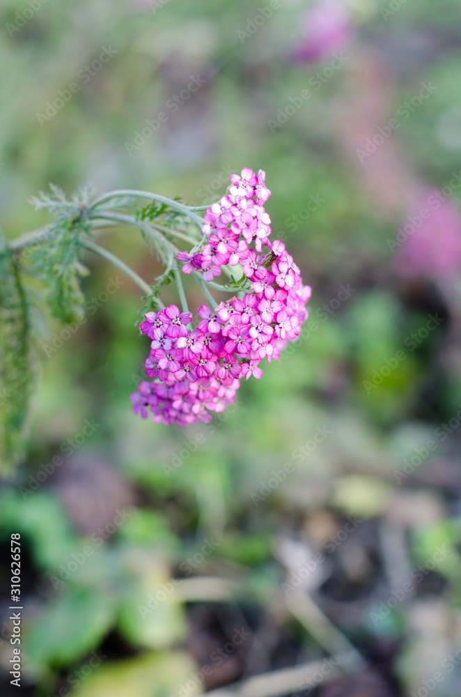 Beautiful purple flower closeup on grass bokeh background Beautiful purple flower closeup on grass bokeh background