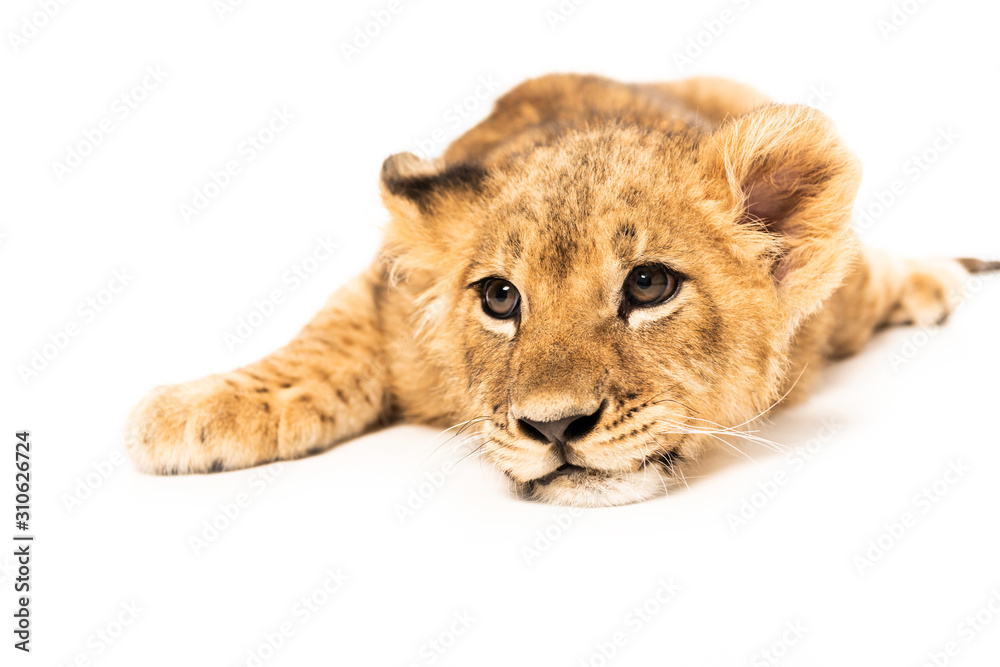 Fototapeta premium Lion cub lying isolated on white
