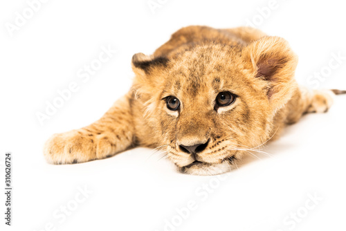 Lion cub lying isolated on white © LIGHTFIELD STUDIOS