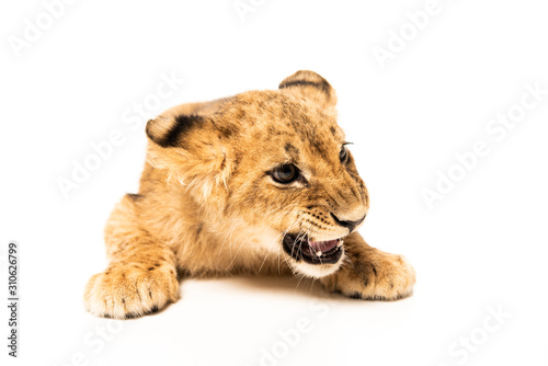 adorable lion cub lying isolated on white © LIGHTFIELD STUDIOS