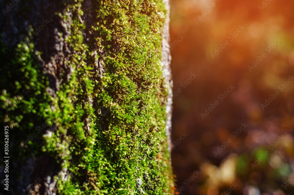 Green moss on a tree in the forest, close-up, evening sun Green moss on a tree in the forest, close-up, evening sun