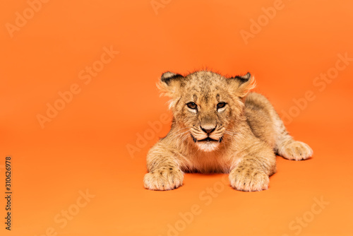 cute lion cub lying on orange background © LIGHTFIELD STUDIOS