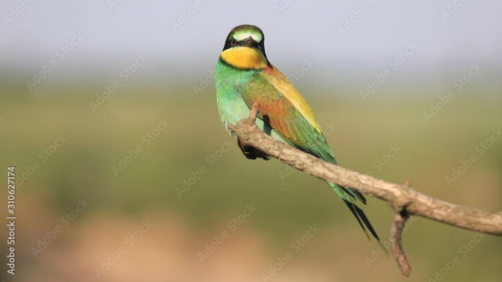 European bee-eater - Merops apiaster - on a branch in the morning. European bee-eater - Merops apiaster - on a branch in the morning.