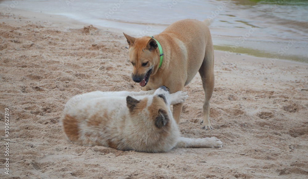dog on the beach dog on the beach