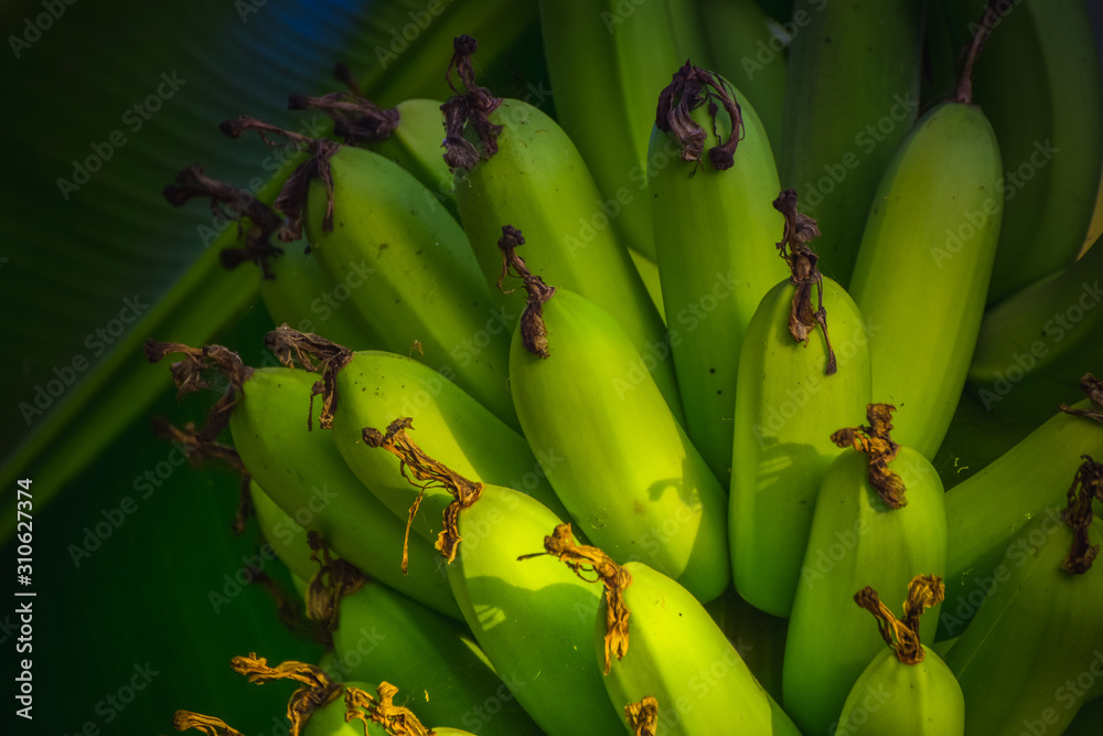 Green Bananas on a tree.