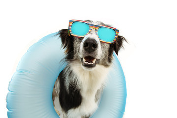 dog summer going on vacation inside of blue inflatable float pool and wearing sunglasses. Happy expression. Isolated on white background.