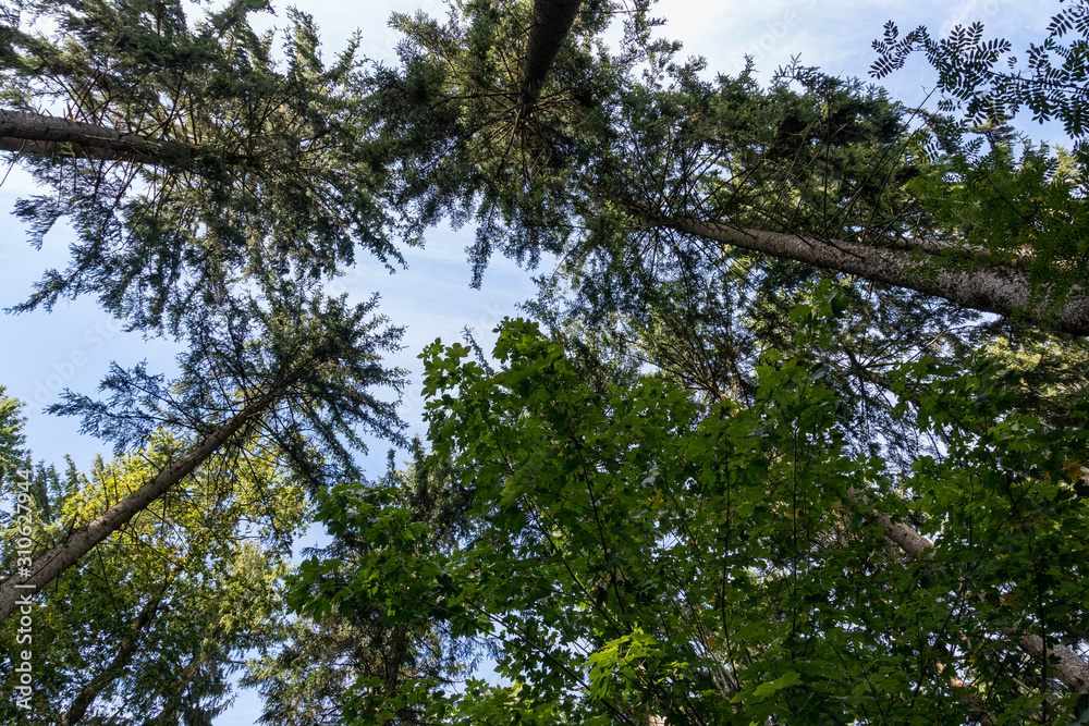 Der Blick in den Himmel vom Wald aus Der Blick in den Himmel vom Wald aus
