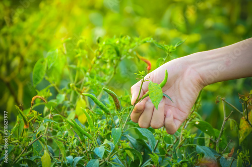 Close up of hand picking chili from the garden.