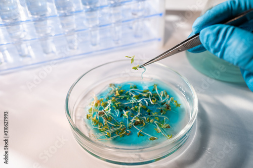 Scientist testing GMO plant in laboratory - biotechnology and GMO concept