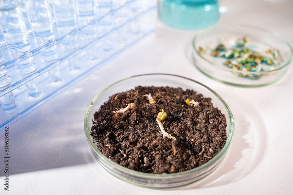 Scientist testing GMO plant in laboratory - biotechnology and GMO concept Scientist testing GMO plant in laboratory - biotechnology and GMO concept