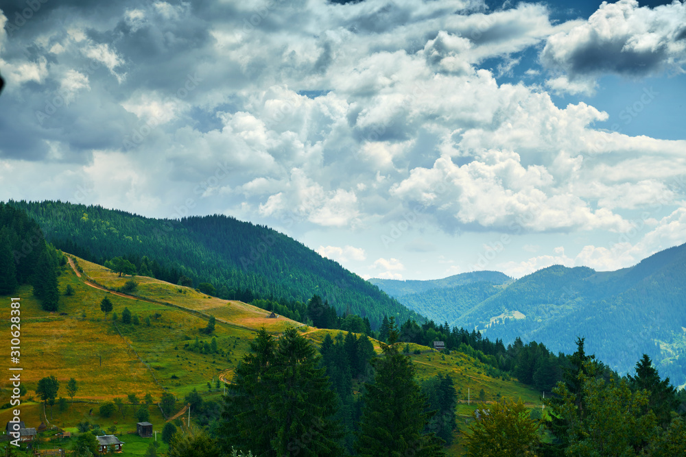 beautiful summer landscape, spruces on hills, cloudy sky and wildflowers - travel destination scenic, carpathian mountains