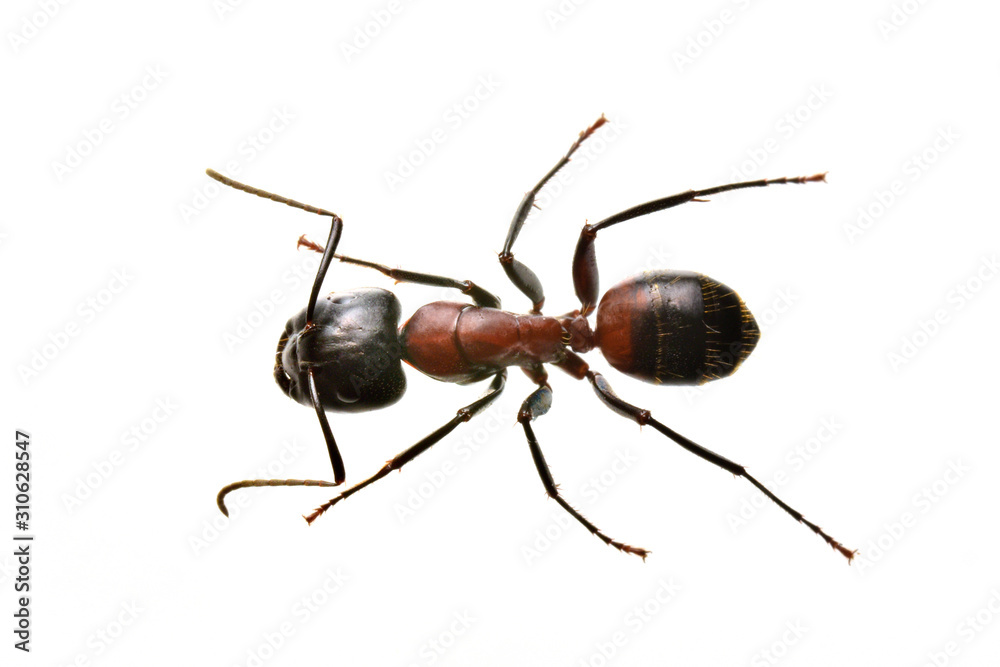 ムネアカオオアリ Camponotus obscuripes ムネアカオオアリ Camponotus obscuripes