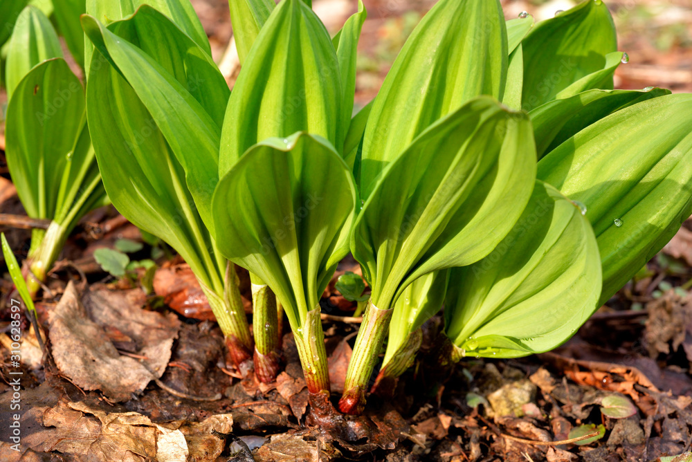 Obraz premium ギョウジャニンニク