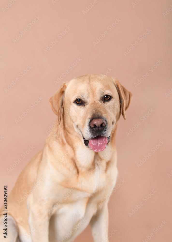 Labrador dog on a peach background Labrador dog on a peach background