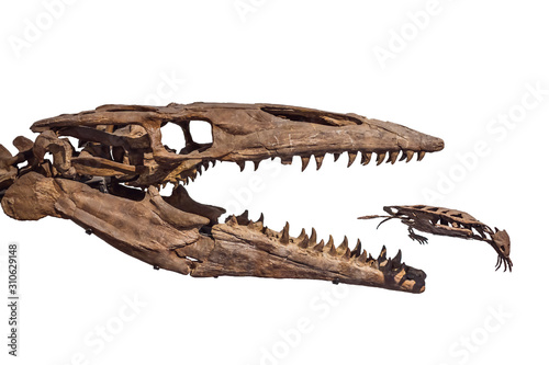 Fototapeta Naklejka Na Ścianę i Meble -  Old dinosaur skeleton isolated on white. Tyrannosaurus Rex skeleton