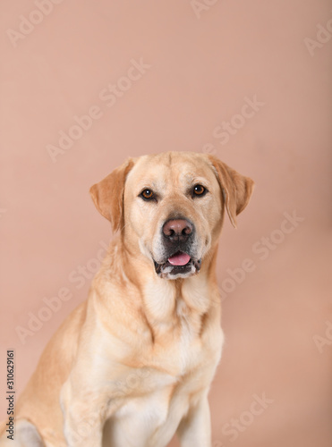 Labrador dog on a peach background