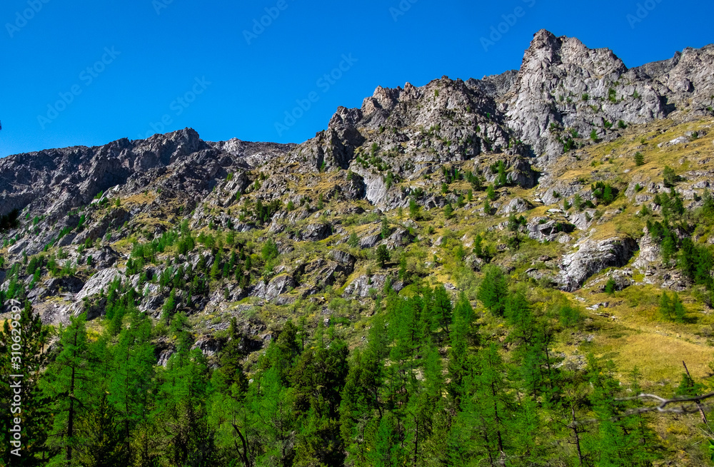 Coniferous forest on a rocky mountain slope in the Altai Republic.