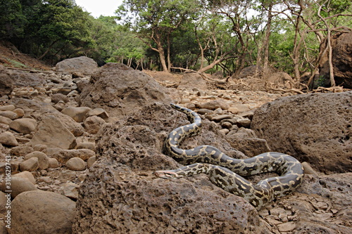 Indian rock python.   Python molurus is a non-venomous python species