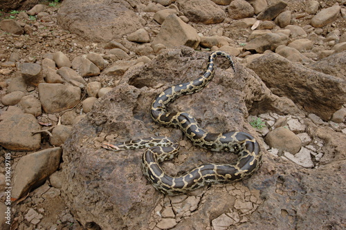 Obraz na plátně Indian rock python
