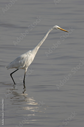 An egret is any of several herons, most of which are white or buff © RealityImages