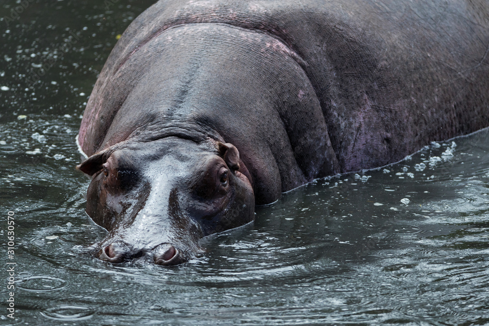 Fototapeta premium Hippo in lake in Kenya