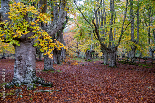 A truncated beech forest in the north of Spain