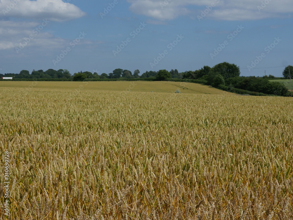 field of wheat field of wheat