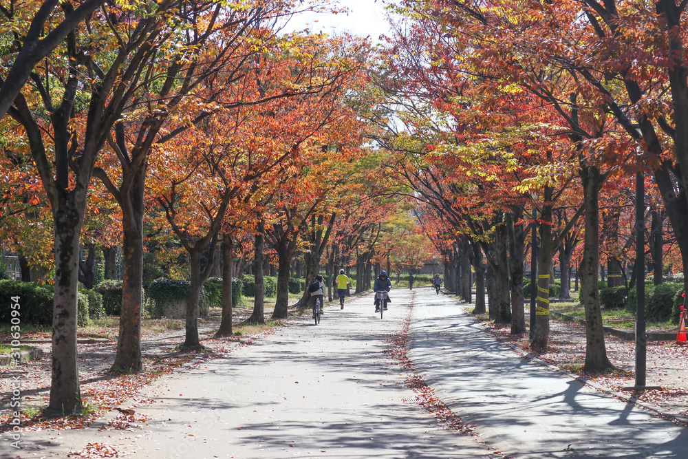 autumn in the park