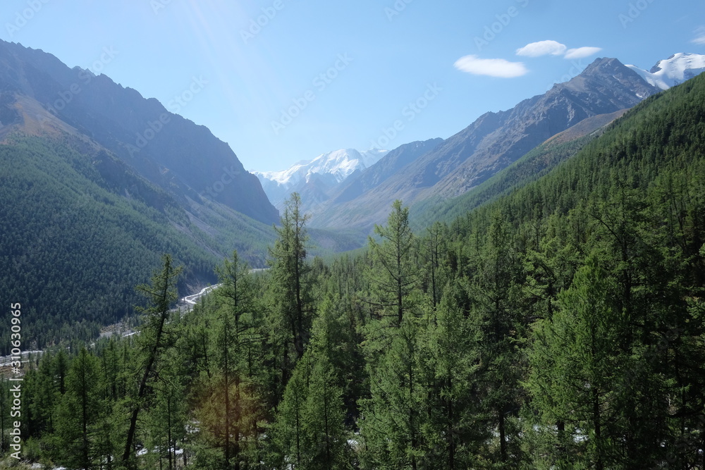 Fototapeta premium Mountain river in the Altai Republic.