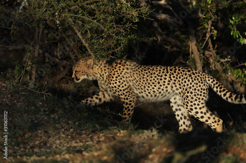 cheetah in savannah in kenya