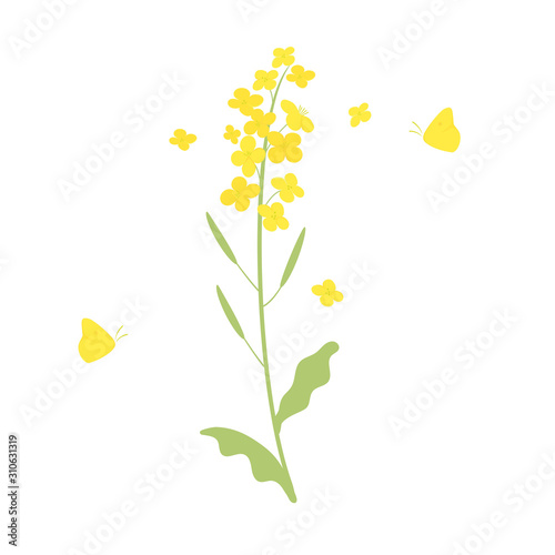 Vector canola flowers and butterfly  illustration on white
