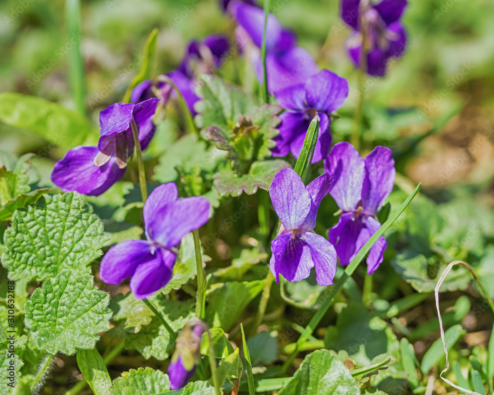 Beautiful bloom of violet odorate. The first spring flowers. 